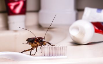 Чистая квартира тараканам не помеха — как быть с вредителями Чистая квартира тараканам не помеха — как быть с вредителями.