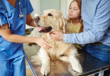 Что делать, если питомец панически боится ветеринаров? Что делать, если питомец панически боится ветеринаров?