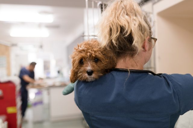 Чтобы негативный опыт стал позитивным, нужно постараться заинтересовать питомца в посещении ветклиники.