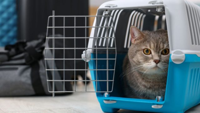 Постепенно приучите кошку к переноске, ведь именно она становится главным источником страха для питомца.