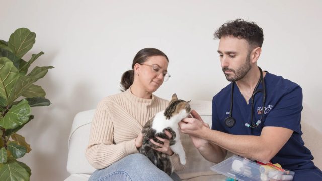 Не стоит постоянно одёргивать собаку или кошку и пытаться жёстко контролировать её поведение во время приёма у ветврача.