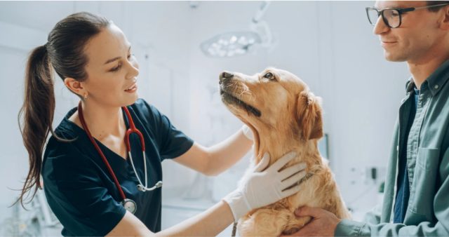 Важно показать любимцу свою уверенность и спокойствие, это обязательно поможет уменьшить его тревогу.