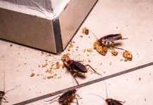 Что делать при встрече с тараканами в квартире?