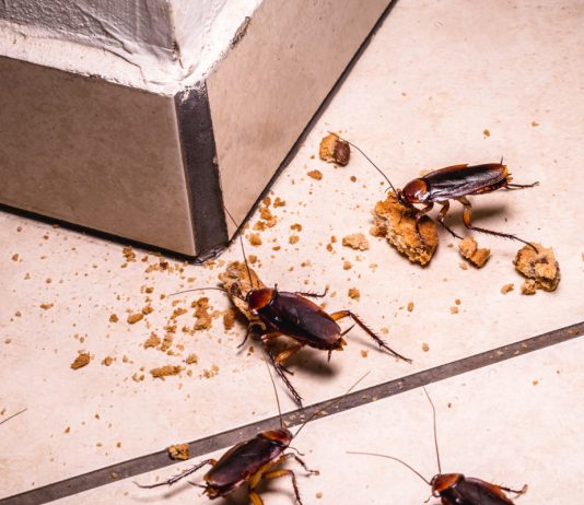 Что делать при встрече с тараканами в квартире?
