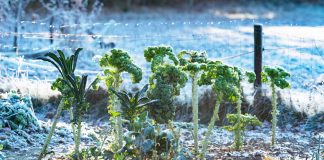 Что нельзя делать садоводам и огородникам в ноябре.