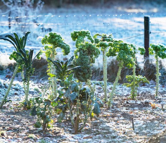 Что нельзя делать садоводам и огородникам в ноябре.