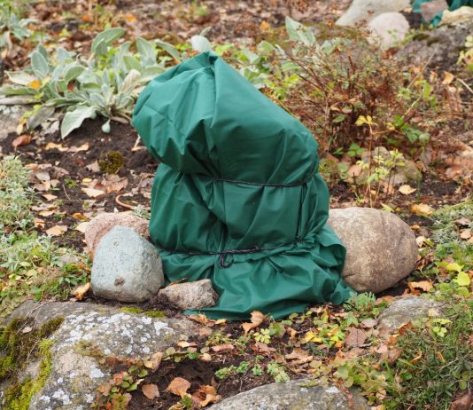 Что вы могли не знать о зимовке растений — создаем идеальные условия.