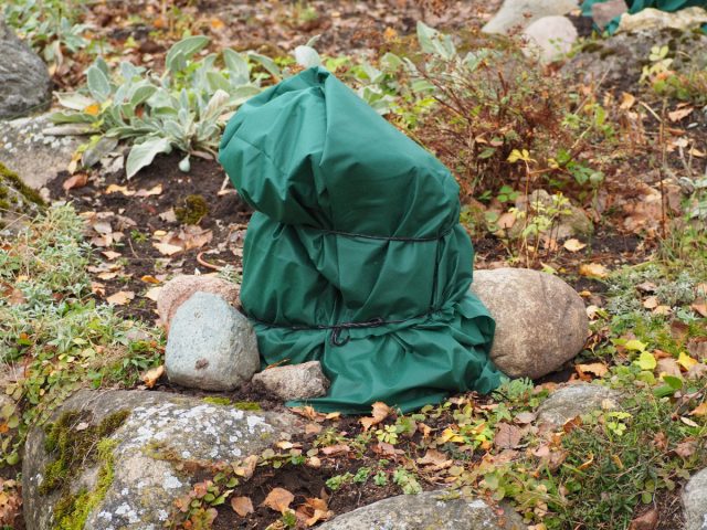 Что вы могли не знать о зимовке растений — создаем идеальные условия.