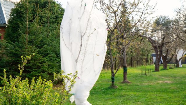 Опасная рекомендация, гуляющая по сети - мешковидные укрытия на крону.