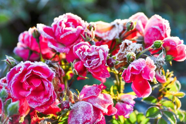 Розы заметно лучше зимуют на сухих местах, сырость им вообще противопоказана.