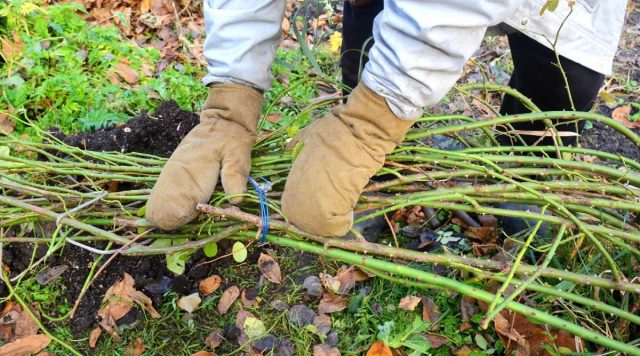Больше возни с плетистыми, цветущими на побегах прошлого года. У них побеги нужно сохранить. Для этого в середине осени, пока они гибкие, их потребуется пригнуть, аккуратно придавливая сверху досками.