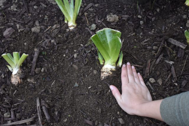 На приподнятых местах или на склонах успешнее зимуют ирисы, тюльпаны, нарциссы, лилии, крупные рябчики, декоративный лук.