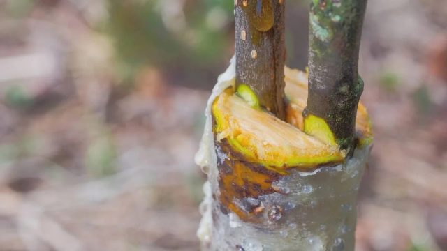 Вполне предсказуемо обмен генетическим материалом между растениями происходит при прививке. Вполне предсказуемо обмен генетическим материалом между растениями происходит при прививке.