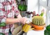 Готовим кактусы к зиме: как не допустить ошибок