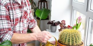 Готовим кактусы к зиме: как не допустить ошибок и сохранить растения? - Секреты ухода Готовим кактусы к зиме: как не допустить ошибок