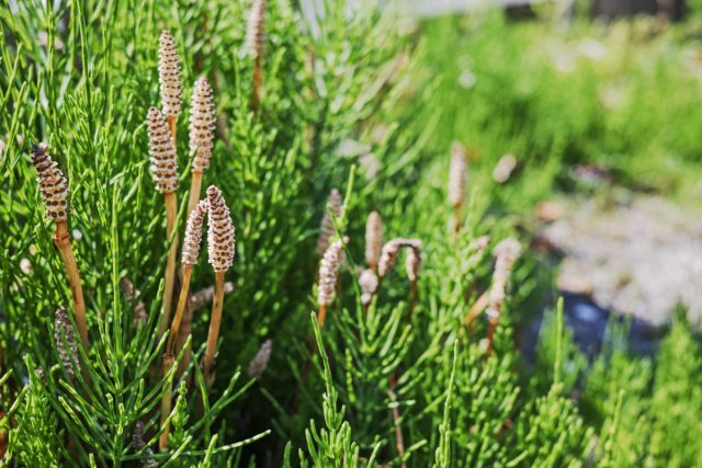 Хвощ в огороде — друг или враг? Хвощ в огороде — друг или враг?