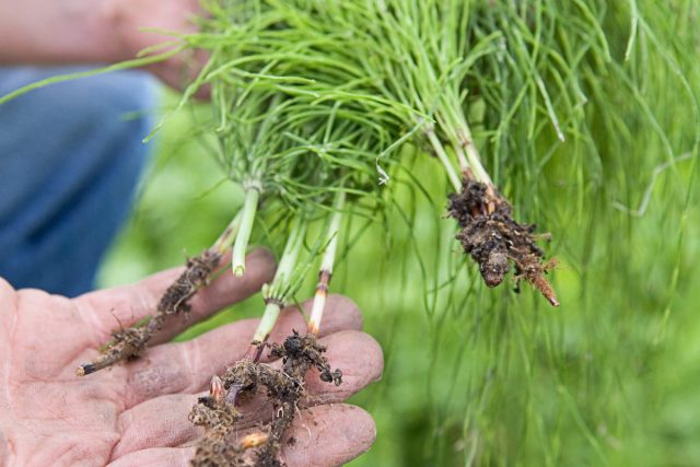 Осенью хвощ полевой хорошо заделывать в землю под перекопку, чтобы все полезные вещества и микроэлементы, находящиеся в растении, обогащали почву. Осенью хвощ полевой хорошо заделывать в землю под перекопку, чтобы все полезные вещества и микроэлементы, находящиеся в растении, обогащали почву.