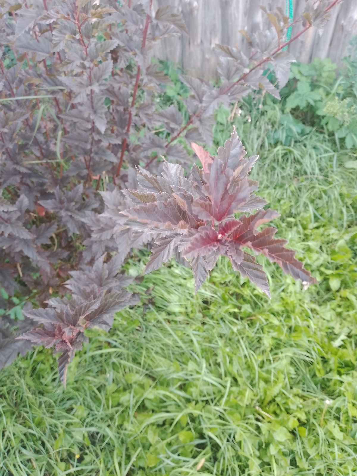 img_20250910_164955_222