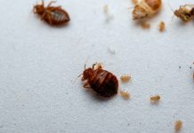 Как обнаружить постельных клопов