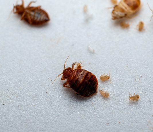 Как обнаружить постельных клопов - Животные Как обнаружить постельных клопов