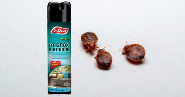 Хотя и можно с помощью аэрозоля от клопов, блох и других насекомых Dr.Klaus, если обработать им все укрытия и примыкающие поверхности. Хотя и можно с помощью аэрозоля от клопов, блох и других насекомых Dr.Klaus, если обработать им все укрытия и примыкающие поверхности.