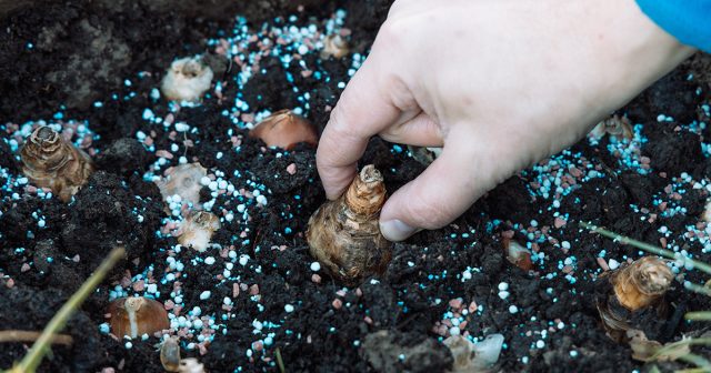 Как посадить нарциссы осенью, чтобы они не вымерзли за зиму? Как посадить нарциссы осенью, чтобы они не вымерзли за зиму?