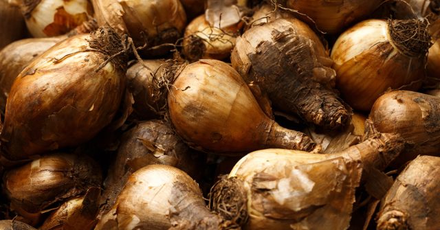 При несоблюдении всех требований корни у них часто начинают формироваться ещё в хранилище на внутренних запасах питательных веществ, что сильно истощает луковицы. При несоблюдении всех требований корни у них часто начинают формироваться ещё в хранилище на внутренних запасах питательных веществ, что сильно истощает луковицы.