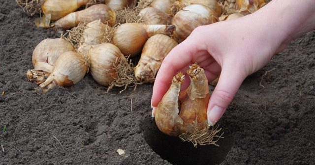 Отбор посадочного материала стандартный для всех видов луковичных цветов. Отбор посадочного материала стандартный для всех видов луковичных цветов.