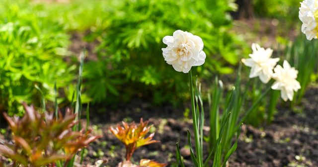 Солнечное место – открытый южный склон, высокая грядка, отсутствие тени от построек или крупных растений означает, что оно быстро прогреется весной, а нарциссы зацветут рано. Солнечное место – открытый южный склон, высокая грядка, отсутствие тени от построек или крупных растений означает, что оно быстро прогреется весной, а нарциссы зацветут рано.