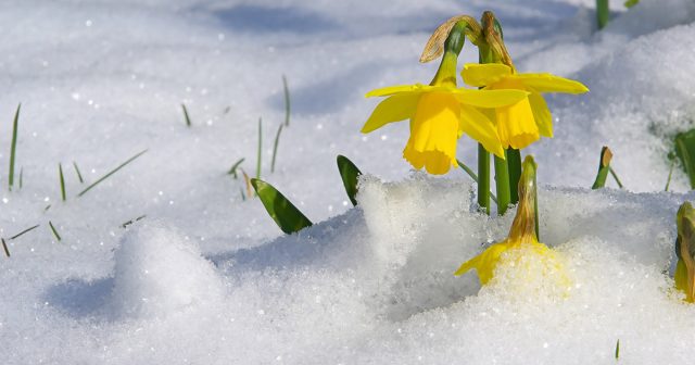 А только что высаженные луковицы, всё-таки, стоит укрыть, так как они могут вымерзать в морозную погоду при отсутствии снега. А только что высаженные луковицы, всё-таки, стоит укрыть, так как они могут вымерзать в морозную погоду при отсутствии снега.