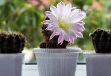 Как правильно удобрять кактусы — секреты здорового суккулента Как правильно удобрять кактусы — секреты здорового суккулента.