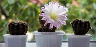 Как правильно удобрять кактусы — секреты здорового суккулента - АО «ГАРДЕН» Как правильно удобрять кактусы — секреты здорового суккулента.