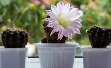 Как правильно удобрять кактусы — секреты здорового суккулента.