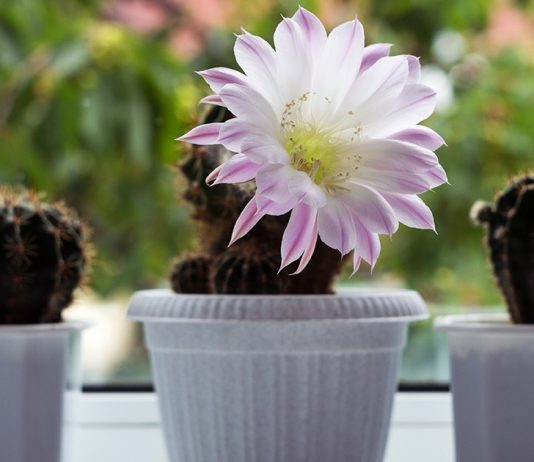 Как правильно удобрять кактусы — секреты здорового суккулента - Комнатные растения Как правильно удобрять кактусы — секреты здорового суккулента.