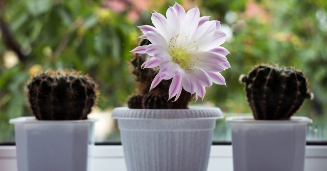 Как правильно удобрять кактусы — секреты здорового суккулента. Как правильно удобрять кактусы — секреты здорового суккулента.