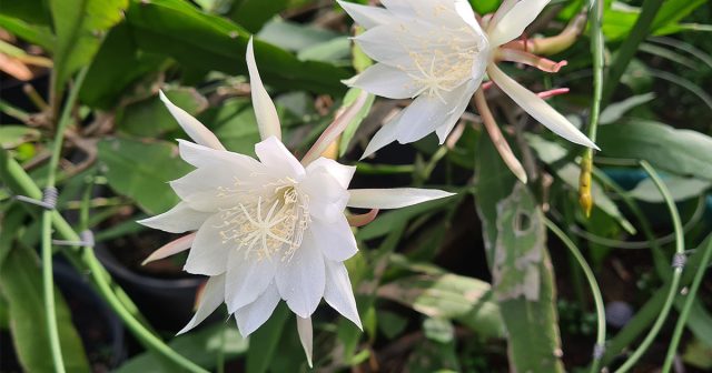 Как вы знаете, их условно делят на две основные группы: пустынные и лесные. Как вы знаете, их условно делят на две основные группы: пустынные и лесные.