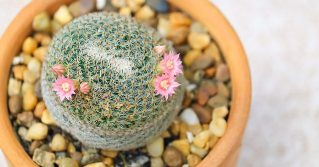 Однако суккуленты потребляют совсем небольшие объёмы всех элементов – не привыкли они к «обжорству» в пустынях и на стволах деревьев. Однако суккуленты потребляют совсем небольшие объёмы всех элементов – не привыкли они к «обжорству» в пустынях и на стволах деревьев.