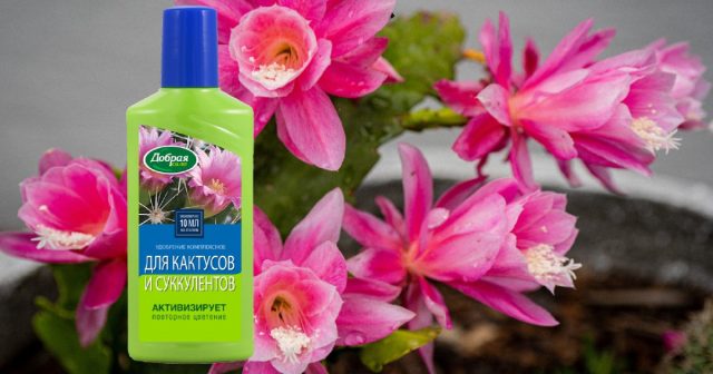 Удобрение для кактусов и суккулентов Bona Forte серии Красота. Удобрение для кактусов и суккулентов Bona Forte серии Красота.