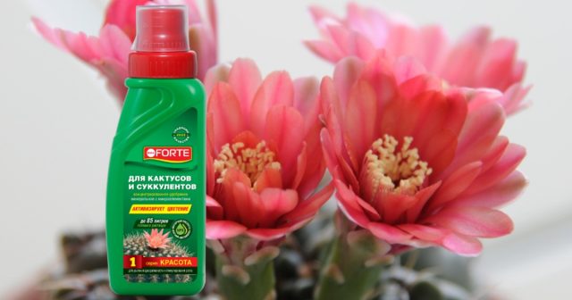 ОМУ Для кактусов и суккулентов Добрая сила. ОМУ Для кактусов и суккулентов Добрая сила.