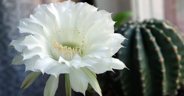 Обычный график внесения удобрений для пустынных видов – один раз в месяц, однако быстрорастущие лесные в фазе активной вегетации можно подкармливать и чаще. Обычный график внесения удобрений для пустынных видов – один раз в месяц, однако быстрорастущие лесные в фазе активной вегетации можно подкармливать и чаще.