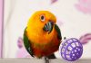 Какие игрушки нужны попугаям и как их выбрать?
