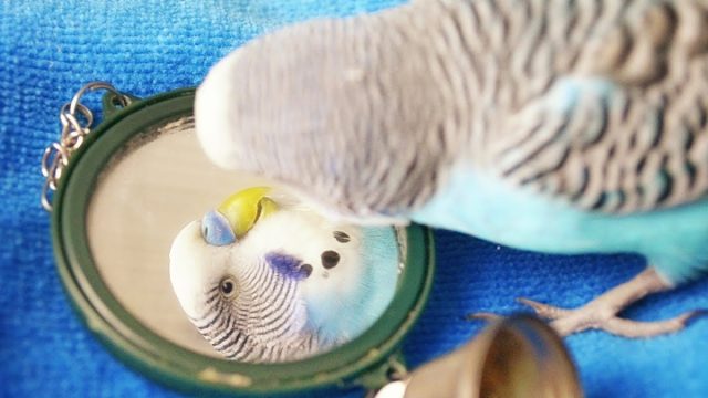 Зеркала способны сильно заинтересовать птицу и скрасить одиночество.
