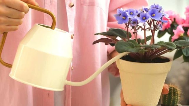 Если вода при поливе попадает и застаивается в центре листовой розетки, это почти неизбежно приводит к развитию грибных или бактериальных гнилей точки роста. Если вода при поливе попадает и застаивается в центре листовой розетки, это почти неизбежно приводит к развитию грибных или бактериальных гнилей точки роста.