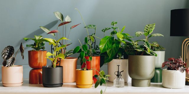 Что касается формы горшка, то она также играет существенную роль в эффективности того или иного метода полива. Что касается формы горшка, то она также играет существенную роль в эффективности того или иного метода полива.