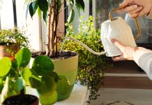 Какой полив лучше для комнатных растений: верхний или нижний Какой полив лучше для комнатных растений: верхний или нижний.