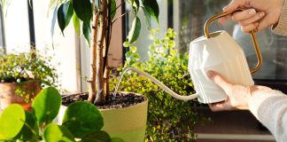 Какой полив лучше для комнатных растений: верхний или нижний - Лучшее Какой полив лучше для комнатных растений: верхний или нижний.