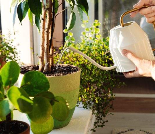 Какой полив лучше для комнатных растений: верхний или нижний - Комнатные растения Какой полив лучше для комнатных растений: верхний или нижний.