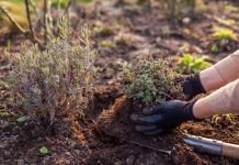 Комнатный садик: какие растения мы забираем домой на зиму.
