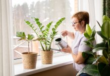 Лучшие растения для свежего воздуха в доме — долой духоту и усталость Лучшие растения для свежего воздуха в доме — долой духоту и усталость