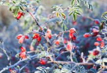 Лунный календарь садовода и огородника на ноябрь 2025 года Лунный календарь садовых и огородных работ на ноябрь 2025 года.